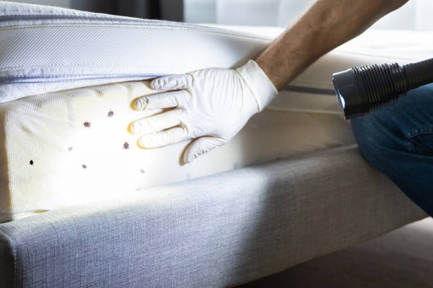 Best Mosquito Control Services  in Shorewood Forest, IN