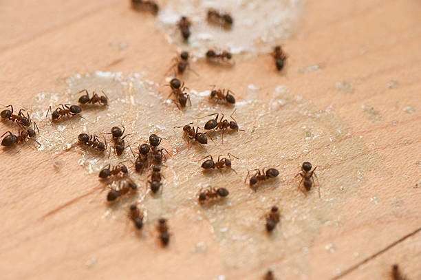 Best Best Pest Control Companies  in Shorewood Forest, IN