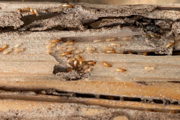 Flea Control Services in Shorewood Forest, IN